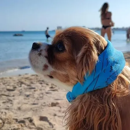 La Conchiglia *